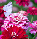 Zinnia Ice Queen Bi-Color Pink-White Seeds - 100 Non-GMO Seeds