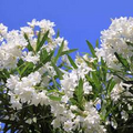 Oleander Tree White - 7 Live 6" Unrooted Cuttings (Nerium oleander)