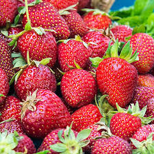 Honeoye Strawberry Plants - 12 Bare Root Plants for Zones 4-9 | High-Yield Sweet Berries