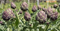 Artichoke Green Globe Seeds - 500mg | Heirloom Cynara scolymus