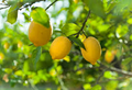 Sweet Lime Lemon Seeds - Low-Acid, Juicy Citrus | 5+ Seeds