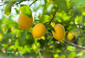 Sweet Lime Lemon Seeds - Low-Acid, Juicy Citrus | 5+ Seeds