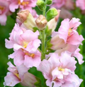 Antirrhinum majus Madame Butterfly Pink Snapdragon Seeds – 1000+ Seeds for Garden & Cut Flowers