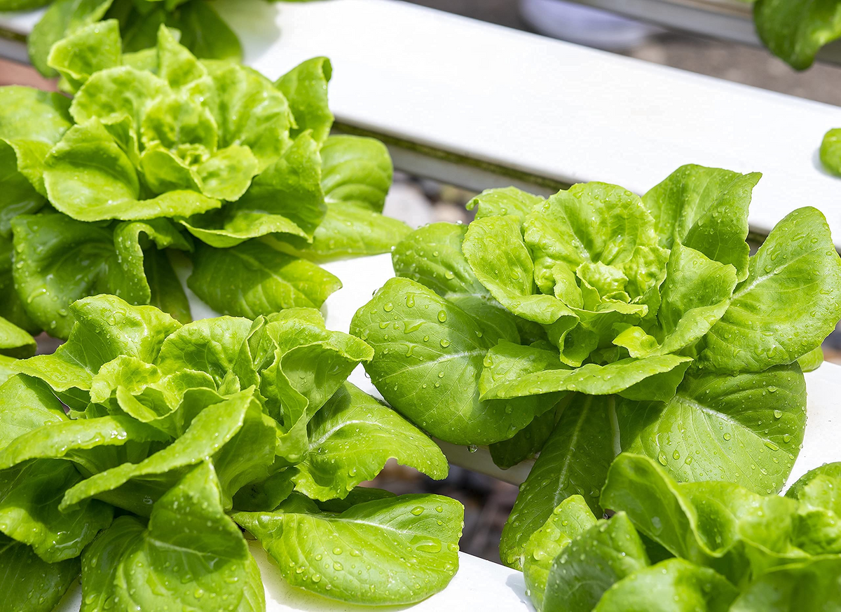 Buttercrunch Lettuce Seeds - 1000 ct | Lactuca sativa - Heirloom, Heat-Tolerant