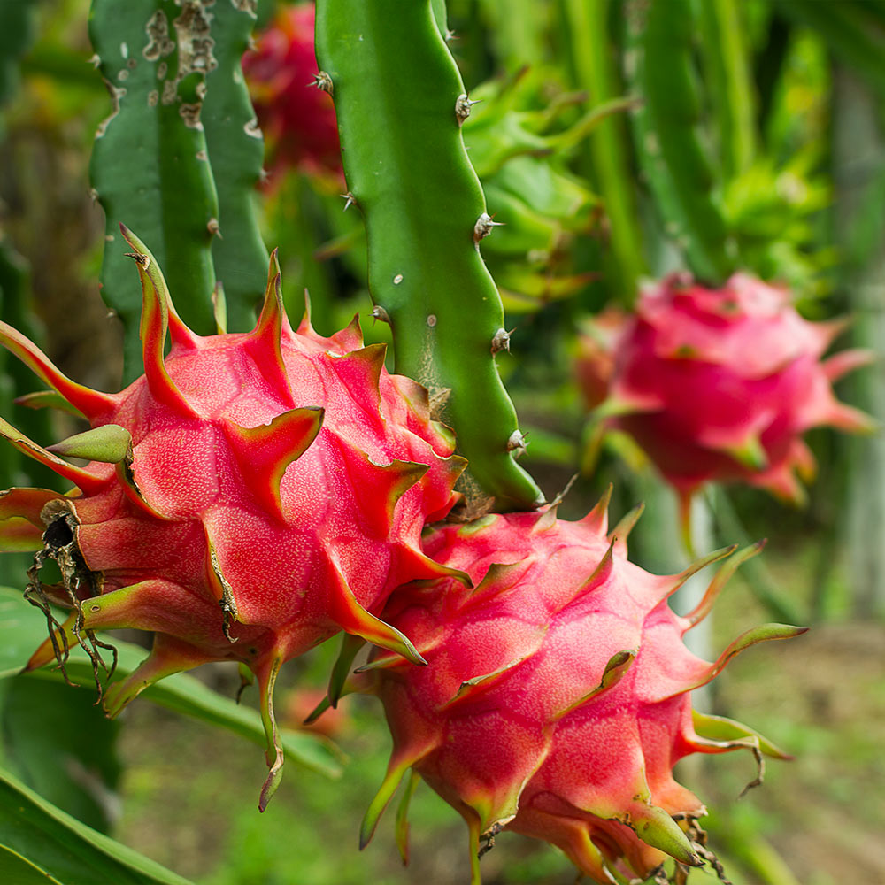 American Beauty Dragon Fruit Unrooted Cuttings (3) 8-10" - Hylocereus undatus, Self-Pollinating, Edible Pitaya