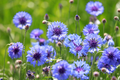 Cornflower Seeds Mauve (Bachelor Button) - 200 Non-GMO Centaurea Cyanus Heirloom Seeds