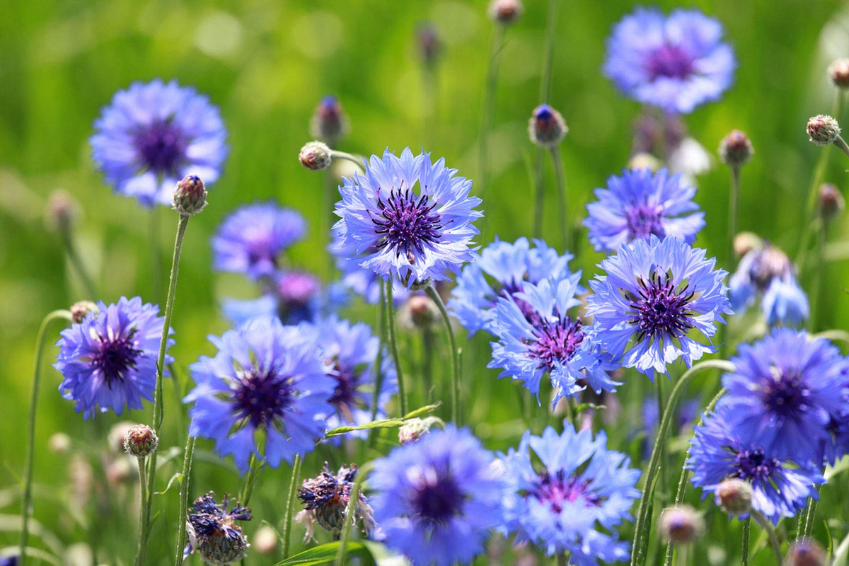 Cornflower Seeds Mauve (Bachelor Button) - 200 Non-GMO Centaurea Cyanus Heirloom Seeds