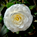 White by the Gate Camellia Japonica Starter Plant | Live Well-Rooted, Evergreen Shrub (Zones 7-10)