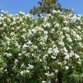 Oleander White Live Cuttings - 7 Unrooted 6" Plants, Fast-Growing Evergreen Shrub, White Flowers, Zones 8-10