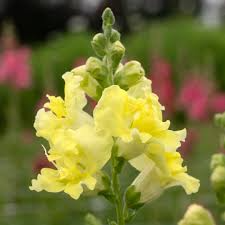 Antirrhinum majus Madame Butterfly Yellow Snapdragon Seeds – 1000+ Seeds for Garden & Cut Flowers