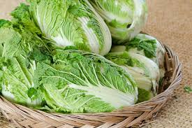 150 Seeds Matsushima Chinese Cabbage (Brassica rapa Pekinensia) Heirloom