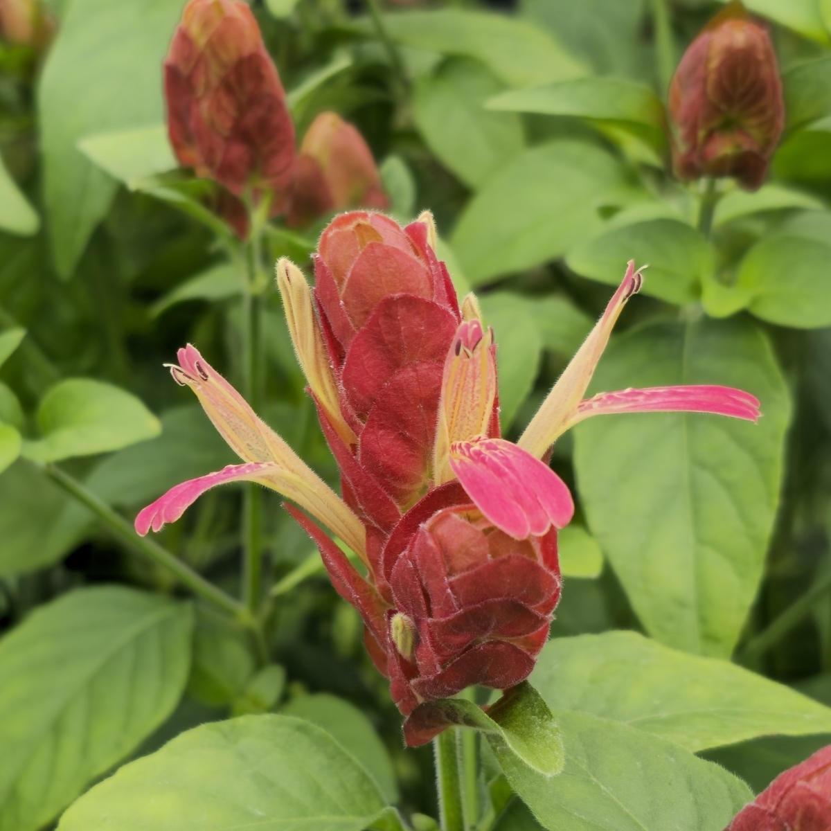 Justicia brandegeeana Mexican Shrimp Plant Starter Plant - Red Maroon Bracts, 5-7 in