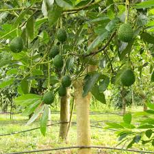 Avocado Hass Tree Starter Plant (Persea americana) 12-24" - Live Tropical Fruit