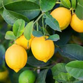 Lemon Eureka Tree Seedling (Citrus limon) - 3–8" tall, Bare Root