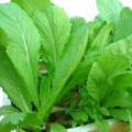 Chinese Mustard Green Seeds (Gai Choy, Cai Be Xanh) - 2000 Seeds
