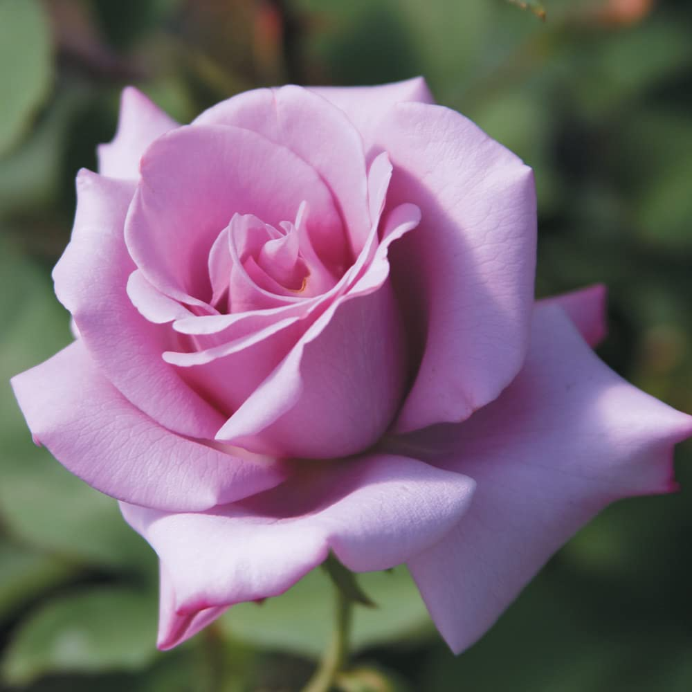 Rosa ‘Blue Girl’ Hybrid Tea Rose – 3 Unrooted Cuttings (6") – Fragrant Lavender-Blue Blooms