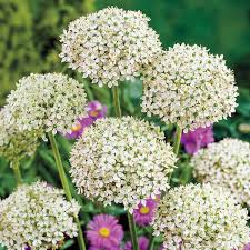 Allium Nigrum Bulbs - 5 White & Green Fragrant Bulbs for Cut Flowers, Deer & Rabbit Resistant