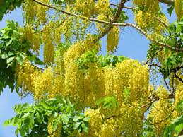 Golden Shower Tree Seeds - Cassia bicapsularis | 100 Seeds