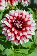Dahlia Duet Tuber - Red & White Large Blooms | Starter Plant