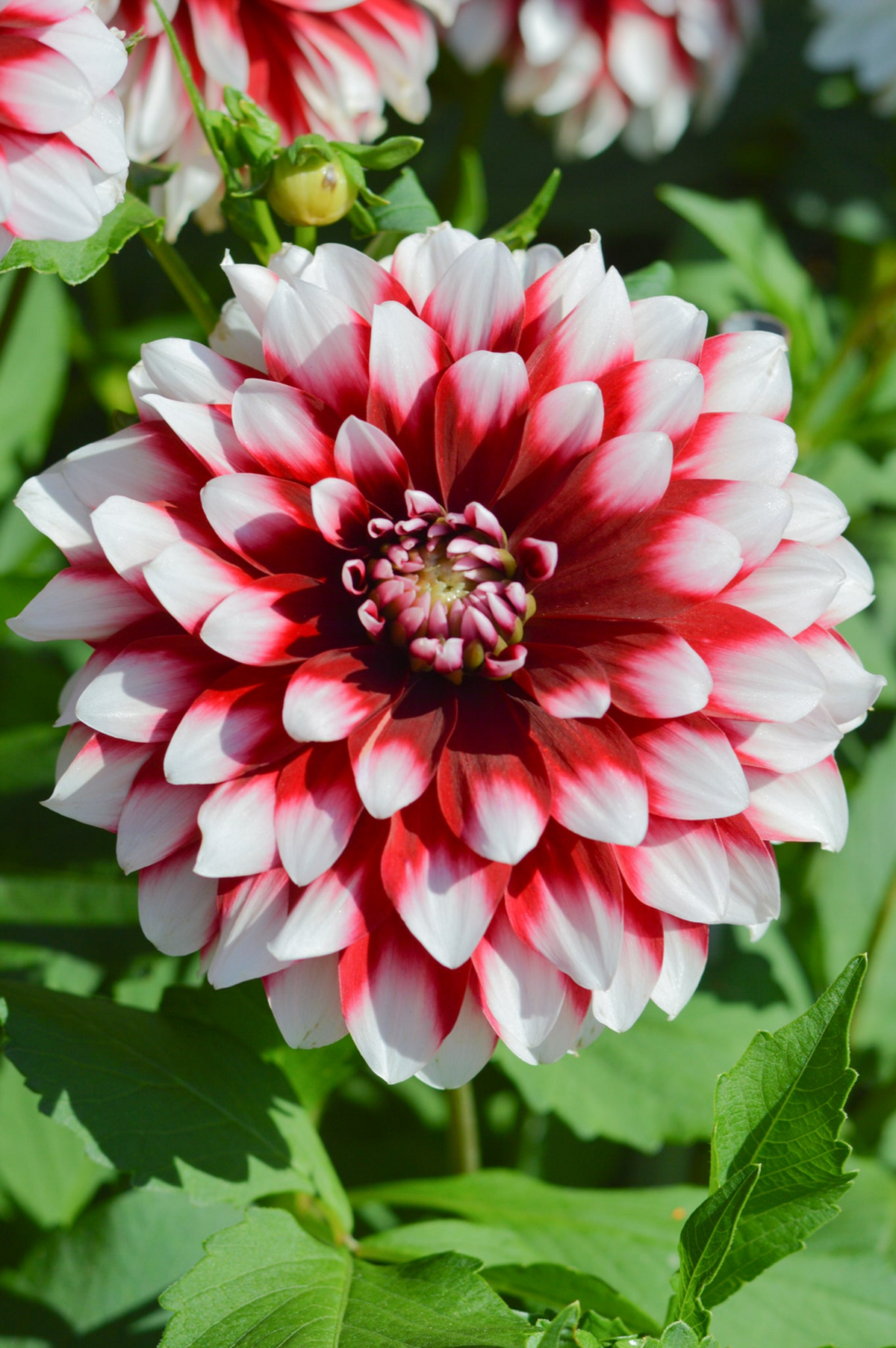 Dahlia Duet Tuber - Red & White Large Blooms | Starter Plant