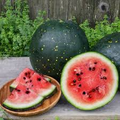 Moon & Stars Watermelon Seeds (Citrullus lanatus) - Heirloom, 15 Seeds