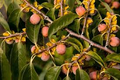 American Persimmon Tree (Diospyros virginiana) - 2 Bare Root Plants, 10-12"