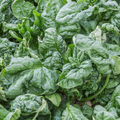 Spinach Bloomsdale Long Standing Seeds - 1 Gram (Spinacia oleracea) Heirloom
