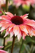 Meadow Mama Coneflower Seeds - Pink & White Bi-color Echinacea (200+ Seeds)