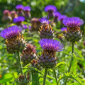 Cardoon Cynara cardunculus Seeds | Ornamental Edible Perennial - 30 Seeds