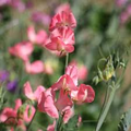Dream Girl Sweet Pea Seeds – 50+ Blush Pink & Cream Fragrant Blooms, Climbing Vines (Seeds)