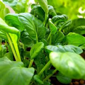 Pak Choi Bok Choi Taisai Seeds - 500mg, Heirloom Non-GMO Asian Greens