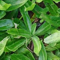 Culantro Seeds Eryngium foetidum (Ngo Gai) 100mg - Heirloom Herb for Planting