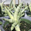 Sansevieria Cylindrica Boncellensis (Starfish Plant) 6-10" Rooted Starter Plant