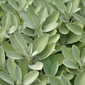 Extrakta Sage (Salvia officinalis) Seeds - 50 Seeds for Aromatic Culinary Herb