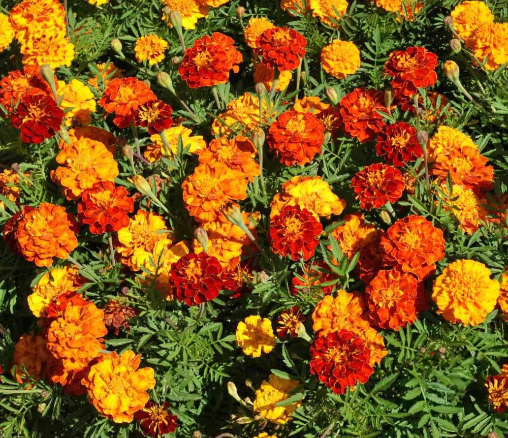 Sparky Mix Marigold (Tagetes patula) - 10-12 in, Full Sun, Bed/Border/Containers