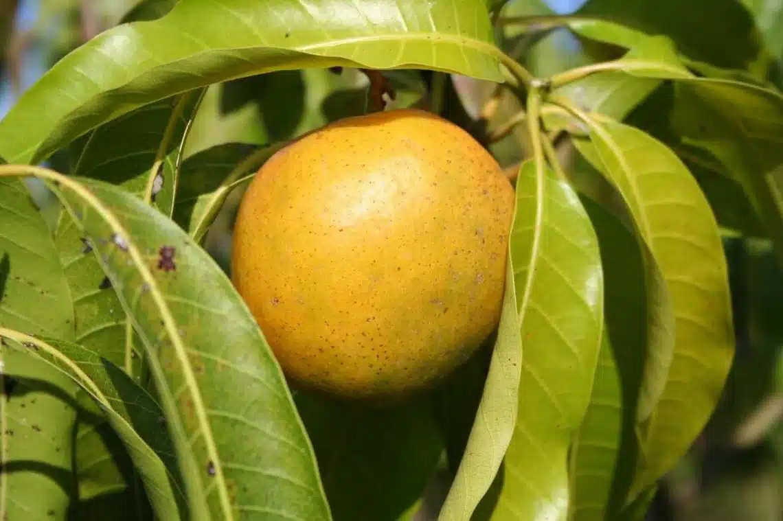 Cubano Mango Grafted Starter Plant Seedling – 3–4 ft Live Tropical Mango Tree