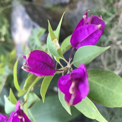 Purple Majesty Bougainvillea Starter Plant | Well-Rooted Plug, Evergreen Vine, Full Sun
