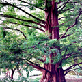 Dawn Redwood Tree Seeds (Metasequoia glyptostroboides) – 25 Seeds, Fast-Growing, Zones 5-8