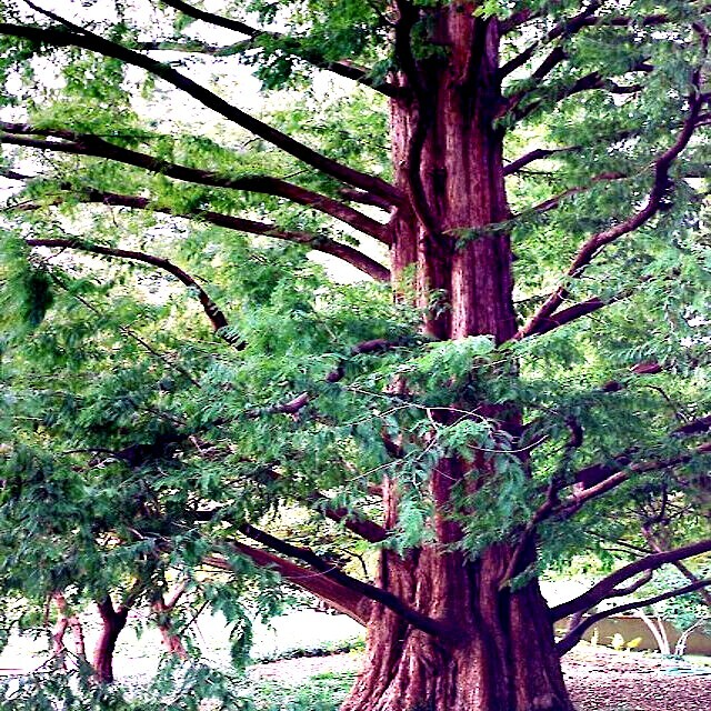 Dawn Redwood Tree Seeds (Metasequoia glyptostroboides) – 25 Seeds, Fast-Growing, Zones 5-8