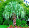 10 Jelly Pindo Palm Tree Seeds (Butia capitata) – Cold Hardy Tropical Palm Seeds