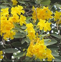 Tabebuia Argentea Yellow Seeds (Yellow Trumpet Tree) – 10 Seeds for Planting