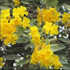 Tabebuia Argentea Yellow Seeds (Yellow Trumpet Tree) – 10 Seeds for Planting