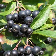 Aronia Black Chokeberry Cuttings - Set of 12 Unrooted, 6-8" Long (Aronia melanocarpa) for Propagation