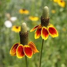 Mexican Hat Seeds Ratibida columnifera (100 mg) Drought-Tolerant Wildflower