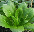 Mustard Green Spinach Komatsuna Tendergreen Seeds - 300 Seeds (Brassica rapa) for Home Garden