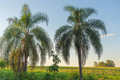 25+ Queen Palm Seeds (Syagrus romanzoffiana) - Ready to Grow, Tropical Palm Seed Kit