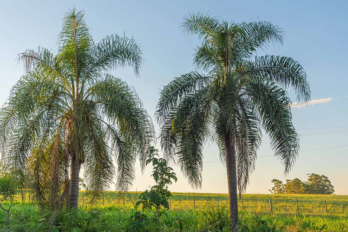 25+ Queen Palm Seeds (Syagrus romanzoffiana) - Ready to Grow, Tropical Palm Seed Kit