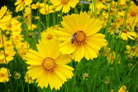Coreopsis Lance Leaved Dwarf Seeds - Coreopsis lanceolata, Compact Yellow Wildflower