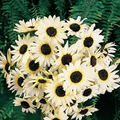 Italian White Sunflower Seeds - 100 Non-GMO, Pollinator Friendly