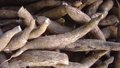 4 Healthy White Cassava Cuttings (Manihot esculenta) - Unrooted Cuttings for Planting